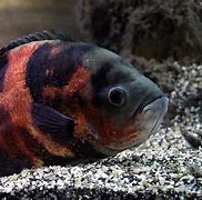 Image result for Large Fish Species