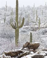Image result for Sonoran Desert Snow