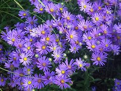 Image result for Aster amellus Rudolf Goethe