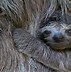 Image result for Wallpaper Sloth Cute Babies