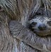 Image result for Sloth 8K Wallpaper