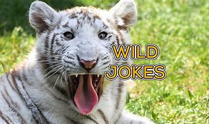 Image result for Wild Animal Jokes