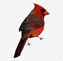 Image result for Cardinal Emoji