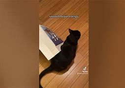 Image result for Smooth Brain Cat