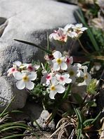 Image result for Androsace villosa ssp. taurica