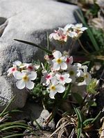 Image result for Androsace villosa subsp. taurica