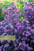 Image result for Aster laevis Calliope