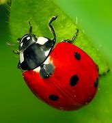 Image result for Difference Between Bugs and Insects