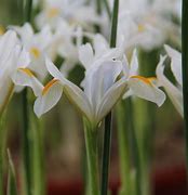 Image result for Iris reticulata Natascha
