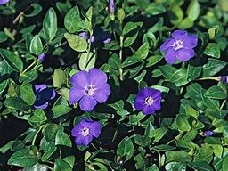 Image result for Vinca major