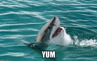 Image result for Cute Shark Memes