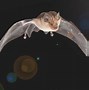 Image result for Bat Wings Purple Background