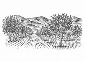 Image result for Orchard Clip Art Black and White