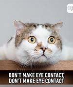 Image result for Make Eye Contact Meme