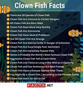 Image result for Facts About Clownfish