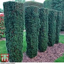 Image result for Taxus baccata Ivory Tower