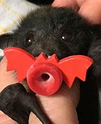 Image result for Baby Fluffy Bat