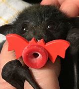 Image result for Baby Bat with Pacifier