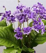 Image result for streptocarpus