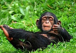 Image result for 4K Funny Animals