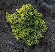 Image result for Cryptomeria japonica Twinkle Toes