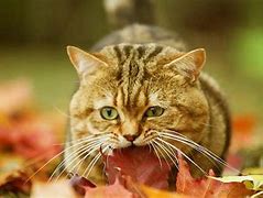Image result for Kitty Autumn