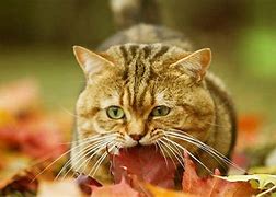 Image result for Leaf Cat
