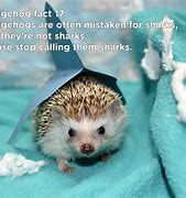 Image result for Another Animals Other than Hedgehogs and Porcupines