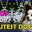 Image result for Top 10 Cutest Dogs List