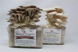 Image result for Grow Your Own Mushrooms