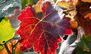 Image result for Large Leaf Vines
