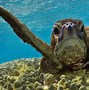 Image result for How Long Do Sea Turtles Live
