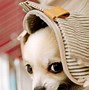 Image result for Top Ten Cutest Puppies