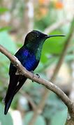 Image result for Opisthoprora Trochilidae