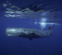 Image result for Big Ocean Creatures