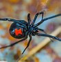 Image result for The Worst Spider in the World