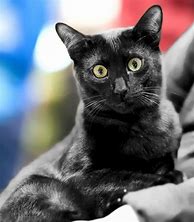 Image result for Egyptian Black Cat