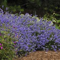 Image result for Lavandula angustifolia Blue Cushion (r)