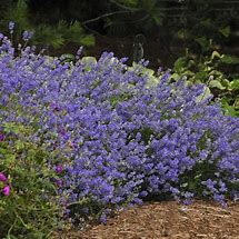 Bildergebnis für Lavandula angustifolia Schola ® (BLUE CUSHION)
