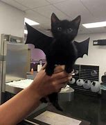 Image result for Cat with Bat Ears Meme
