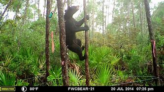 Image result for Older Moultrie Trail Cameras