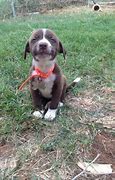 Image result for Happy Puppu Pose