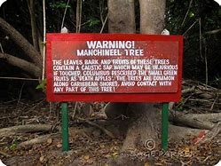 Image result for Manchineel Tree Apple of Death