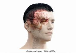 Image result for Human Brain Anatomy Diagram
