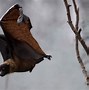 Image result for Bat with Harelip