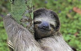 Image result for Cute Smiling Sloth