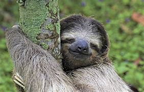 Image result for Sloth Smile Cute Face