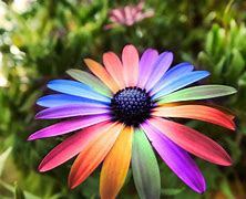 Image result for Awesome Rainbow Flowers