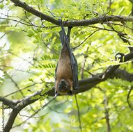 Image result for Bat Upside Down Tree