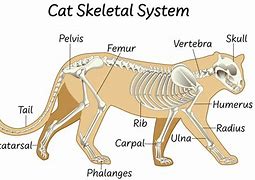 Image result for Cat Hind Legs Action Fivure